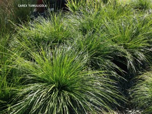Carex tumulicola